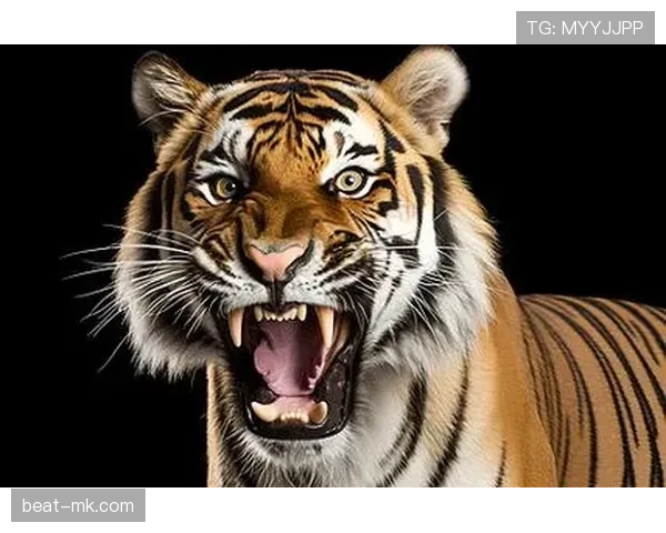 赫尔城老虎咆哮